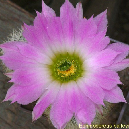 Echinocereus baileyi